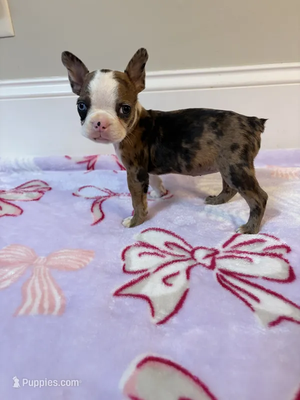Peaches  – Boston Terrier puppy for sale in Turkey, NC