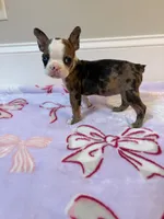 Peaches , a female Boston Terrier for sale in Turkey, NC – 1 of 5