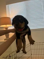 Red, a male Rottweiler for sale in Palm Springs, CA – Photo 3 of 3