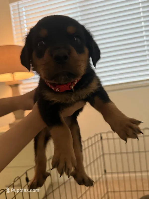 Red – Rottweiler puppy for sale in Palm Springs, CA