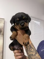 Hot pink , a female Rottweiler for sale in Palm Springs, CA – Photo 2 of 2