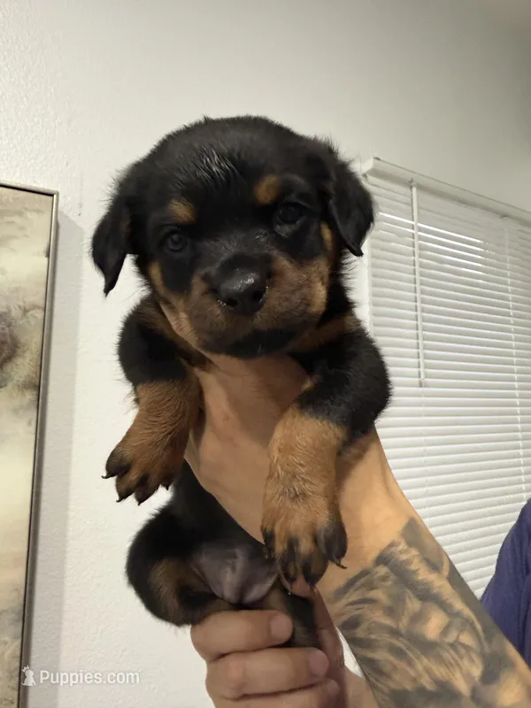 Hot pink  – Rottweiler puppy for sale in Palm Springs, CA
