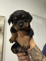 Hot pink , a female Rottweiler for sale in Palm Springs, CA – Photo 1 of 2