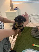 Lime green , a male Rottweiler for sale in Palm Springs, CA – Photo 2 of 2