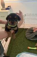 Lime green , a male Rottweiler for sale in Palm Springs, CA – Photo 1 of 2