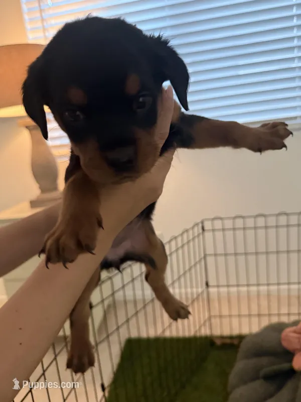 Yellow – Rottweiler puppy for sale in Palm Springs, CA