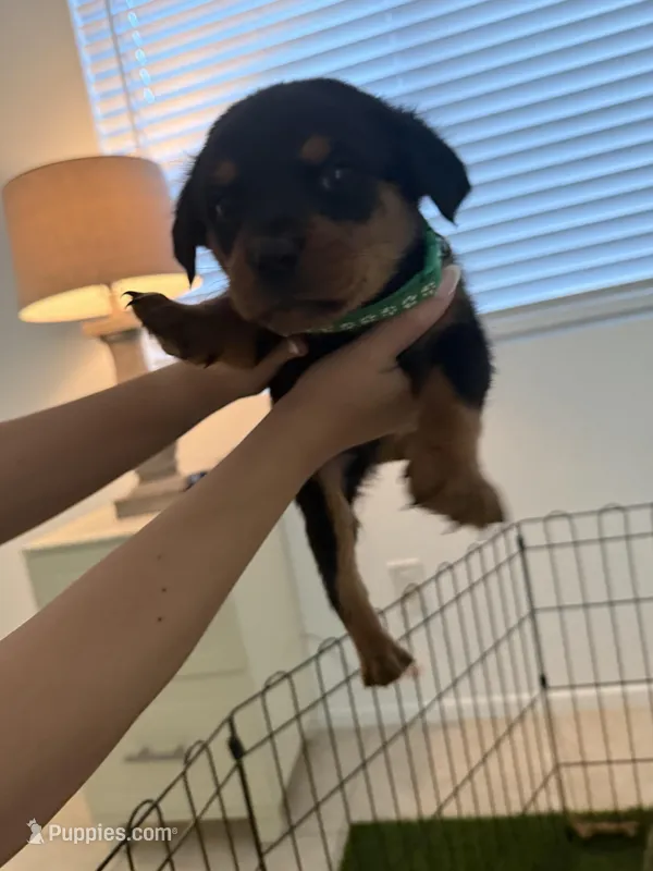 Green – Rottweiler puppy for sale in Palm Springs, CA