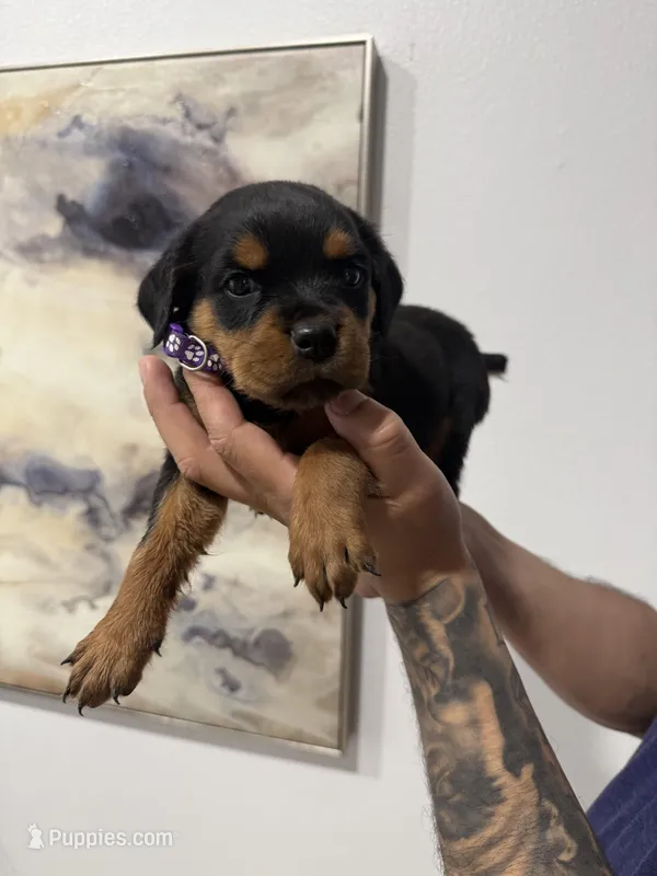 Purple – Rottweiler puppy for sale in Palm Springs, CA