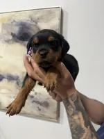 Purple, a female Rottweiler for sale in Palm Springs, CA – Photo 2 of 2