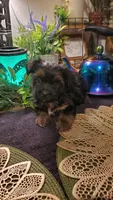 Black teddy bear face fluffy runt boy, a male Shih Tzu for sale in Sacramento, CA – 4 of 10