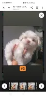 #3, a male Shih Tzu for sale in Sacramento, CA – 6 of 10