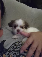 #5, a female Shih Tzu for sale in Sacramento, CA – 5 of 10