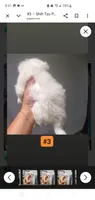#3, a male Shih Tzu for sale in Sacramento, CA – 8 of 10