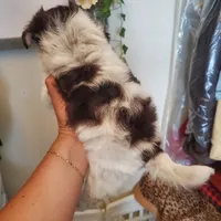 #1, a male Shih Tzu for sale in Sacramento, CA – 10 of 10