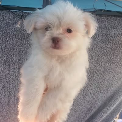 Little white ghostie girl for halloween, a female Shih Tzu for sale in Sacramento, CA – 8 of 8