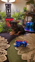 Yorkie t-cup boy micro mini, a male Yorkshire Terrier for sale in Sacramento, CA – 3 of 8