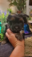 Black teddy bear face fluffy runt boy, a male Shih Tzu for sale in Sacramento, CA – 8 of 10