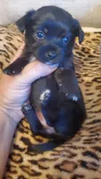 All black girl tcup long hair, a female Chihuahua for sale in Sacramento, CA – 3 of 10