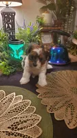 Milk cow boy, a male Shih Tzu for sale in Sacramento, CA – 9 of 10