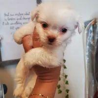 #4, a male Shih Tzu for sale in Sacramento, CA – 2 of 10