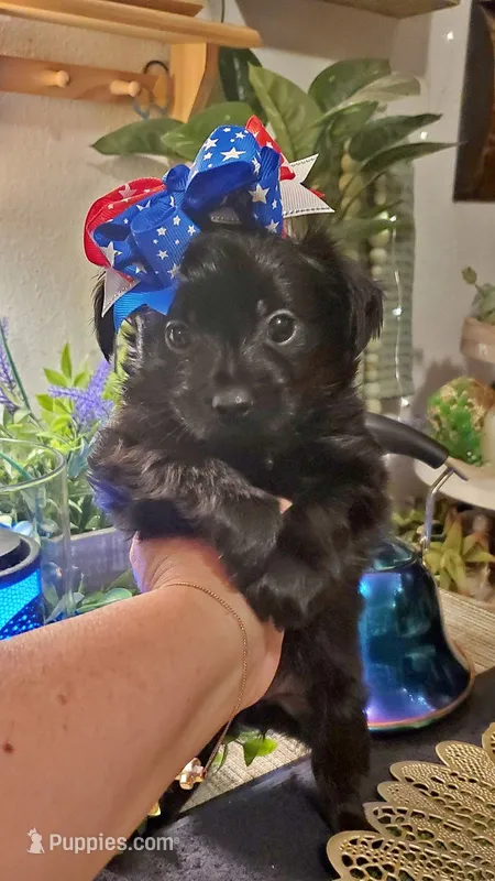 All black long hair chihuahua boy – Chihuahua puppy for sale in Sacramento, CA
