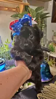 All black long hair chihuahua boy, a male Chihuahua for sale in Sacramento, CA – 1 of 10