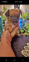 Tan boy , a male Chorkie for sale in Sacramento, CA – 4 of 8