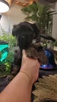 Black teddy bear fluffy boy 🖤 , a male Shih Tzu for sale in Sacramento, CA – 2 of 10