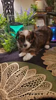 Last boy labor day special shitzu ❤️, a male Shih Tzu for sale in Sacramento, CA – 10 of 10