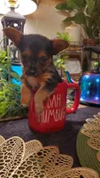 Yorkie t-cup boy micro mini, a male Yorkshire Terrier for sale in Sacramento, CA – 2 of 8