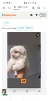 #6, a female Shih Tzu for sale in Sacramento, CA – 9 of 9