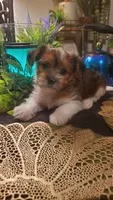 Cute face boy shih-tzu, a male Shih Tzu for sale in Sacramento, CA – 7 of 10