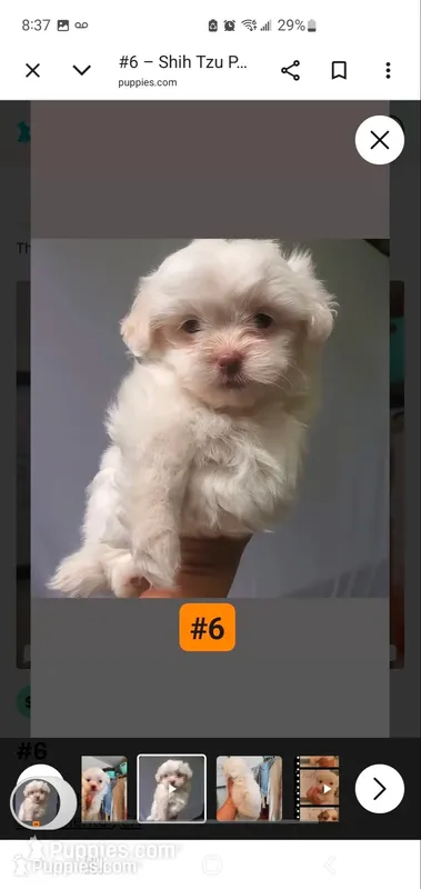 #6 – Shih Tzu puppy for sale in Sacramento, CA
