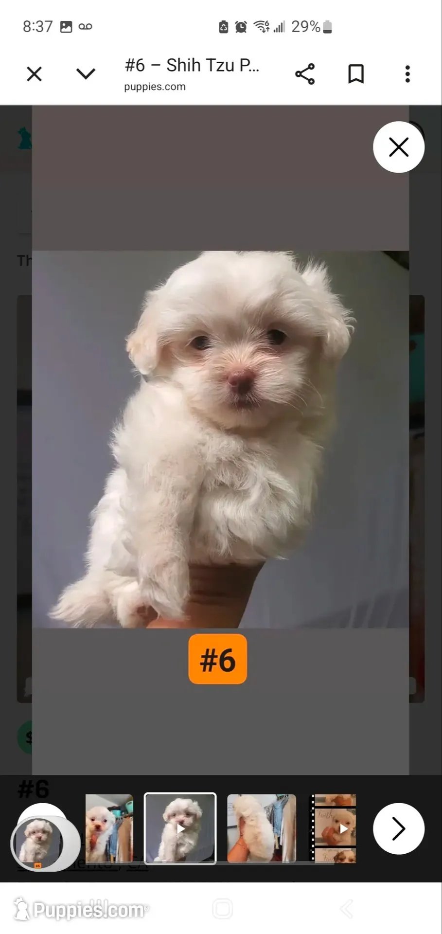 #6, a female Shih Tzu for sale in Sacramento, CA – 1 of 9