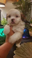Tongue 👅 , a male Shih Tzu for sale in Sacramento, CA – 6 of 10
