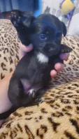 Black white chest girl tcup, a female Chihuahua for sale in Sacramento, CA – 2 of 10