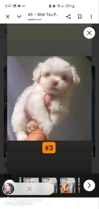 #3 big white fluffy boy – Shih Tzu puppy for sale in Sacramento, CA