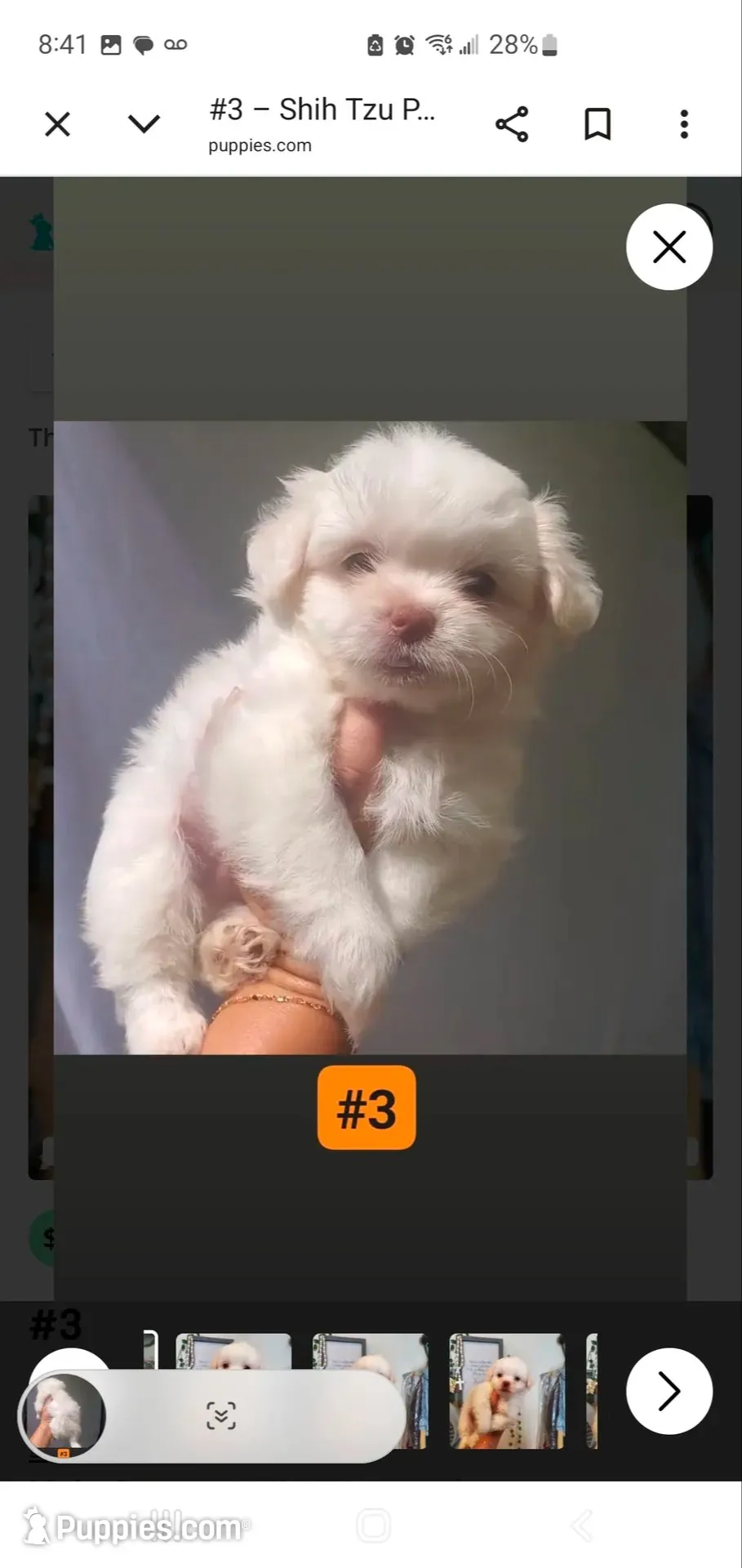 #3 big white fluffy boy, a male Shih Tzu for sale in Sacramento, CA – 1 of 10