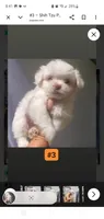 #3, a male Shih Tzu for sale in Sacramento, CA – 9 of 10