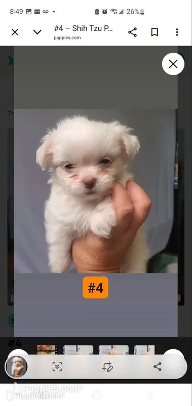 #4, a male Shih Tzu for sale in Sacramento, CA – 1 of 10