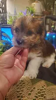 Cute face boy shih-tzu, a male Shih Tzu for sale in Sacramento, CA – 9 of 10