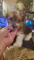 Cute face boy, a male Shih Tzu for sale in Sacramento, CA – 3 of 10