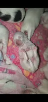 New shitzu baby alert , a female Shih Tzu for sale in Sacramento, CA – 3 of 5