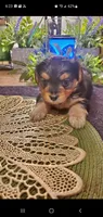 Yorkie girl fluffy, a female Yorkshire Terrier for sale in Sacramento, CA – 6 of 8