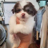  #7 Midget boy, a male Shih Tzu for sale in Sacramento, CA – 6 of 10