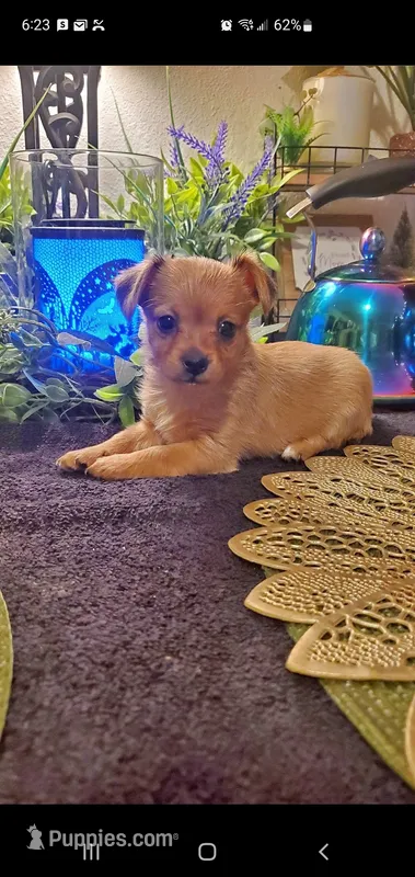 Girl tan baby – Chihuahua puppy for sale in Sacramento, CA