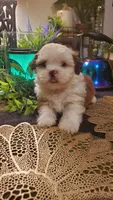 Tongue 👅 , a male Shih Tzu for sale in Sacramento, CA – 5 of 10