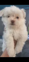 Little White ghostie boy for halloween, a male Shih Tzu for sale in Sacramento, CA – 9 of 10