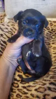 All black girl tcup long hair, a female Chihuahua for sale in Sacramento, CA – 5 of 10