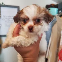 #5, a female Shih Tzu for sale in Sacramento, CA – 2 of 10